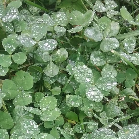 Meet your Posher, Jennifer - Picture 1 of 1